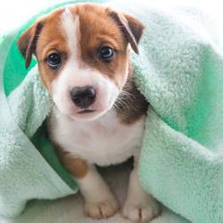 Do-Dog-Shelters-Take-Old-Blankets