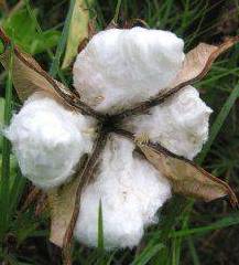 Is-Viscose-Warmer-Than-Cotton