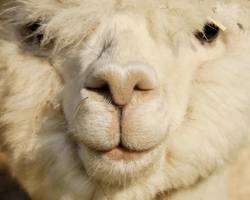 What-is-Warmer-Cashmere-or-Alpaca
