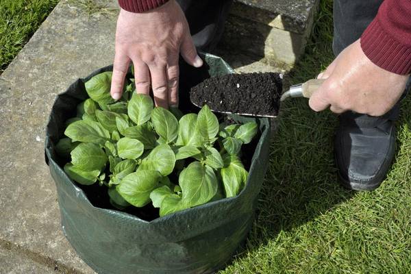 NC Potato Grow Bags, 5 Pack 10 Gallon Nonwoven Cloth Fabric Grow Bag with  Handles, Black - Walmart.com