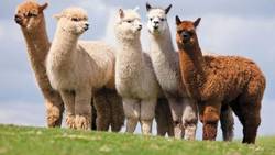 What-is-Alpaca-Wool-Called