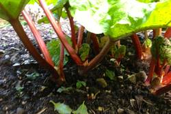 How-Many-Stalks-of-Rhubarb-is-500g