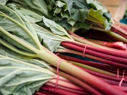 How-Much-is-Rhubarb-Per-Pound