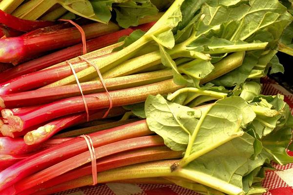 Rhubarb-Weight-How-Many-Cups-of-Rhubarb-in-a-Pound