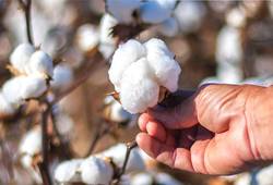 How-is-Pima-Cotton-Made