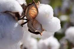 Is-Pima-Cotton-Grown-in-Arizona