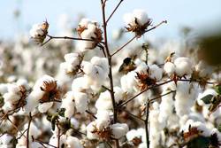 Pima=Cotton-or-Supima-Cotton