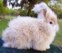 Where-does-Angora-Come-From